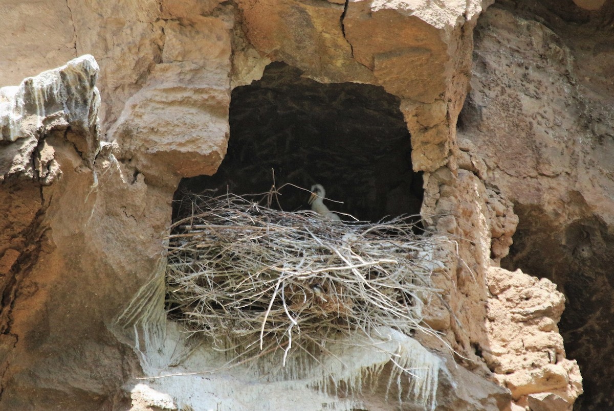 White Stork - ML105879251