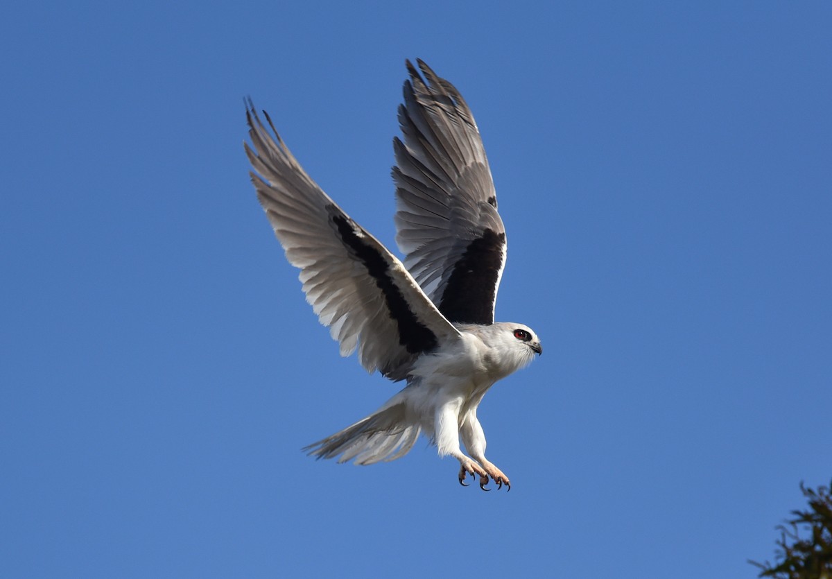 Letter-winged Kite - ML105879321