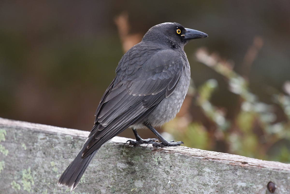 Gray Currawong - ML105879601