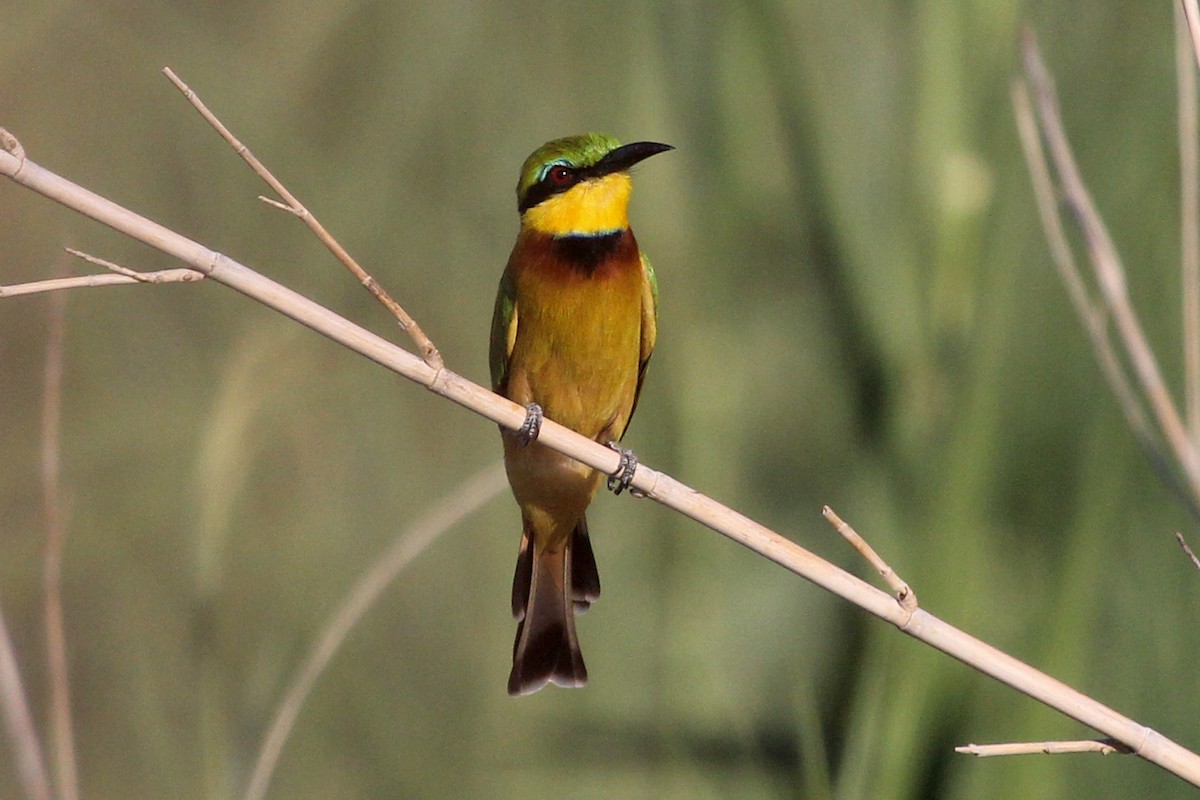 Little Bee-eater - ML105879941