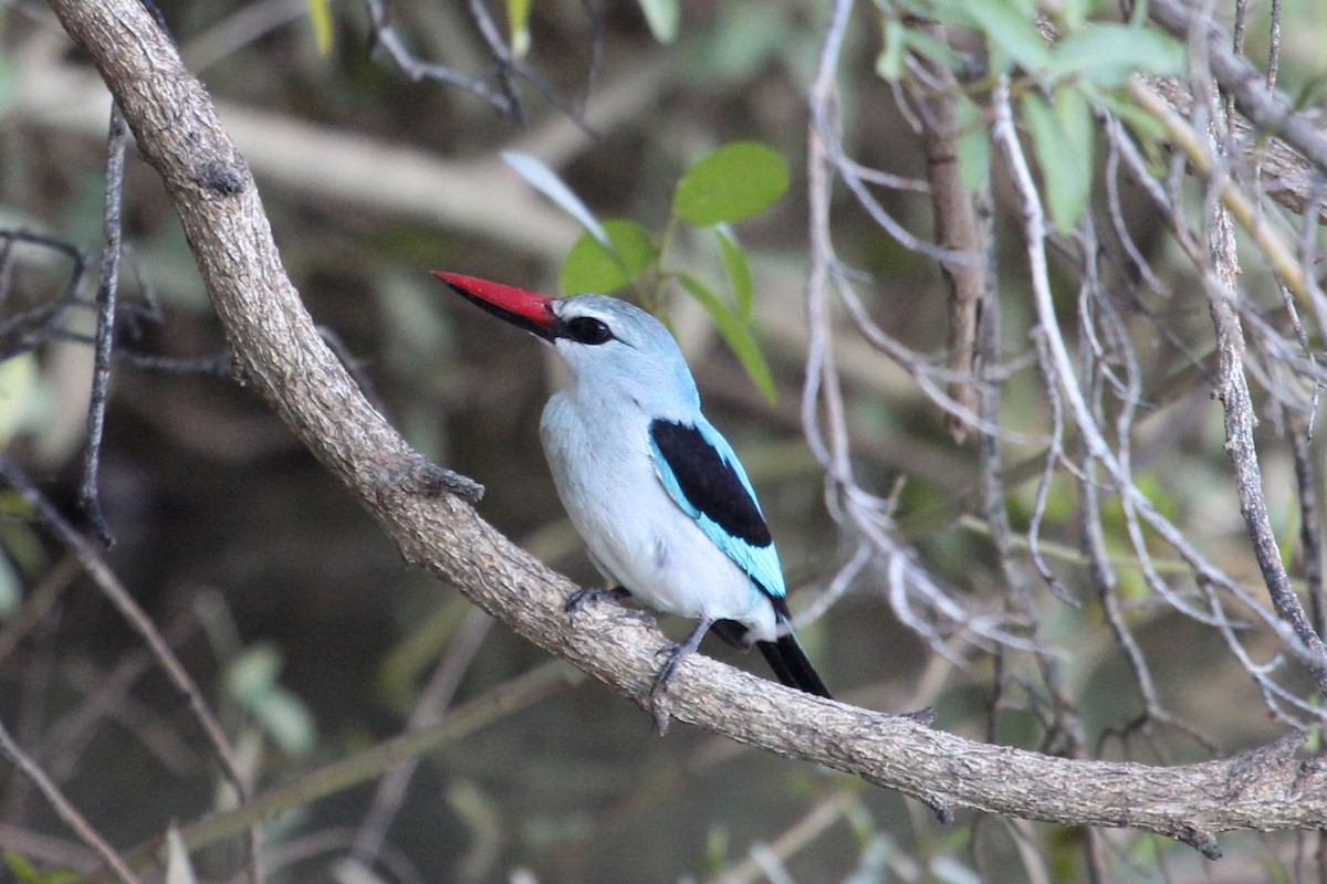 Woodland Kingfisher - Ray Turnbull