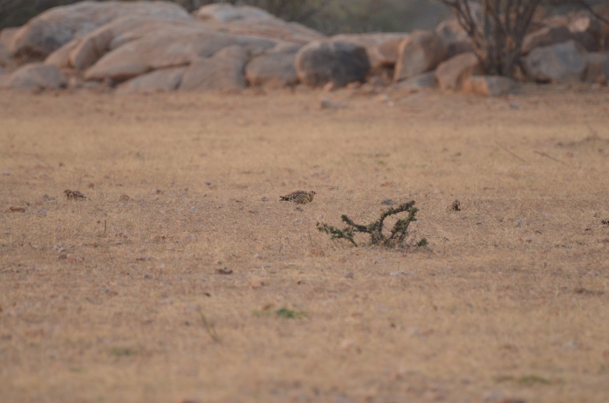 Painted Sandgrouse - ML105880401