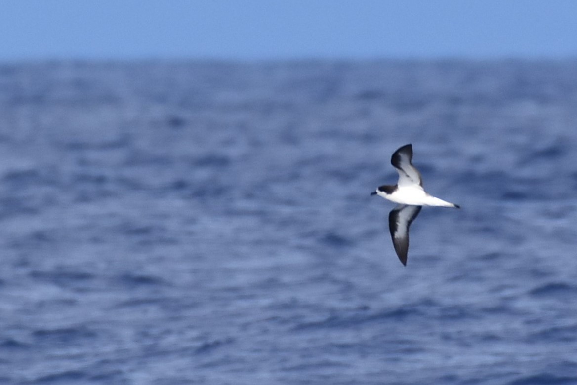 Hawaiian Petrel - ML105881211