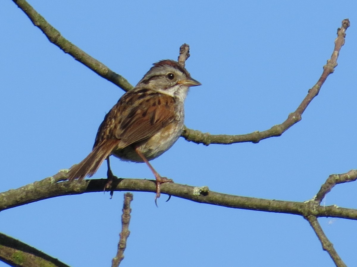 Swamp Sparrow - ML105881351