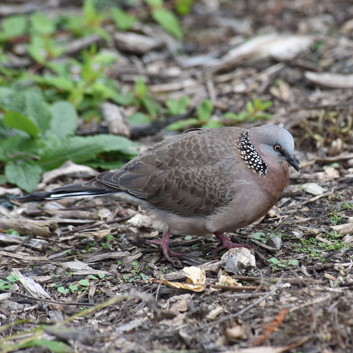 Spotted Dove - ML105881871