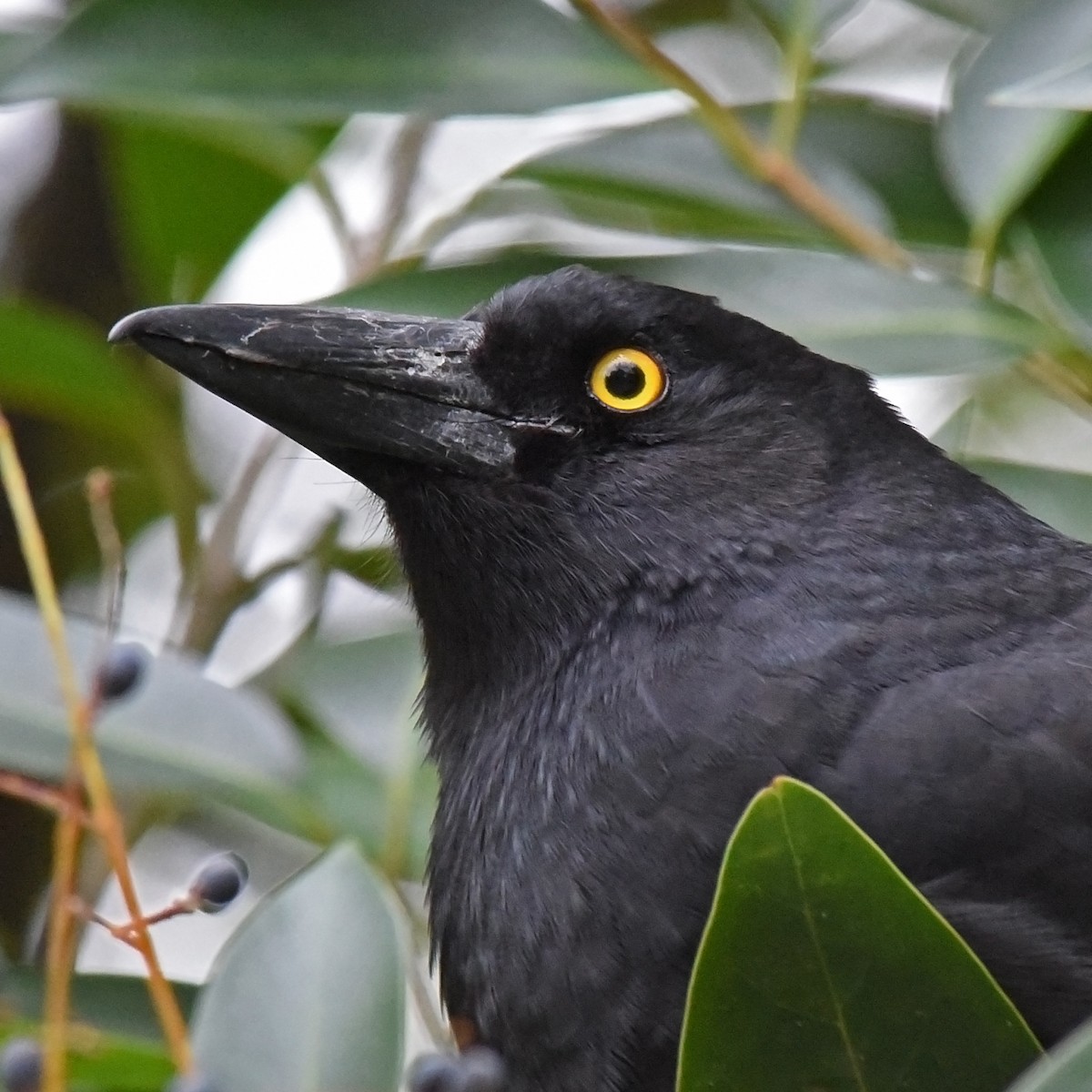 Pied Currawong - ML105882021