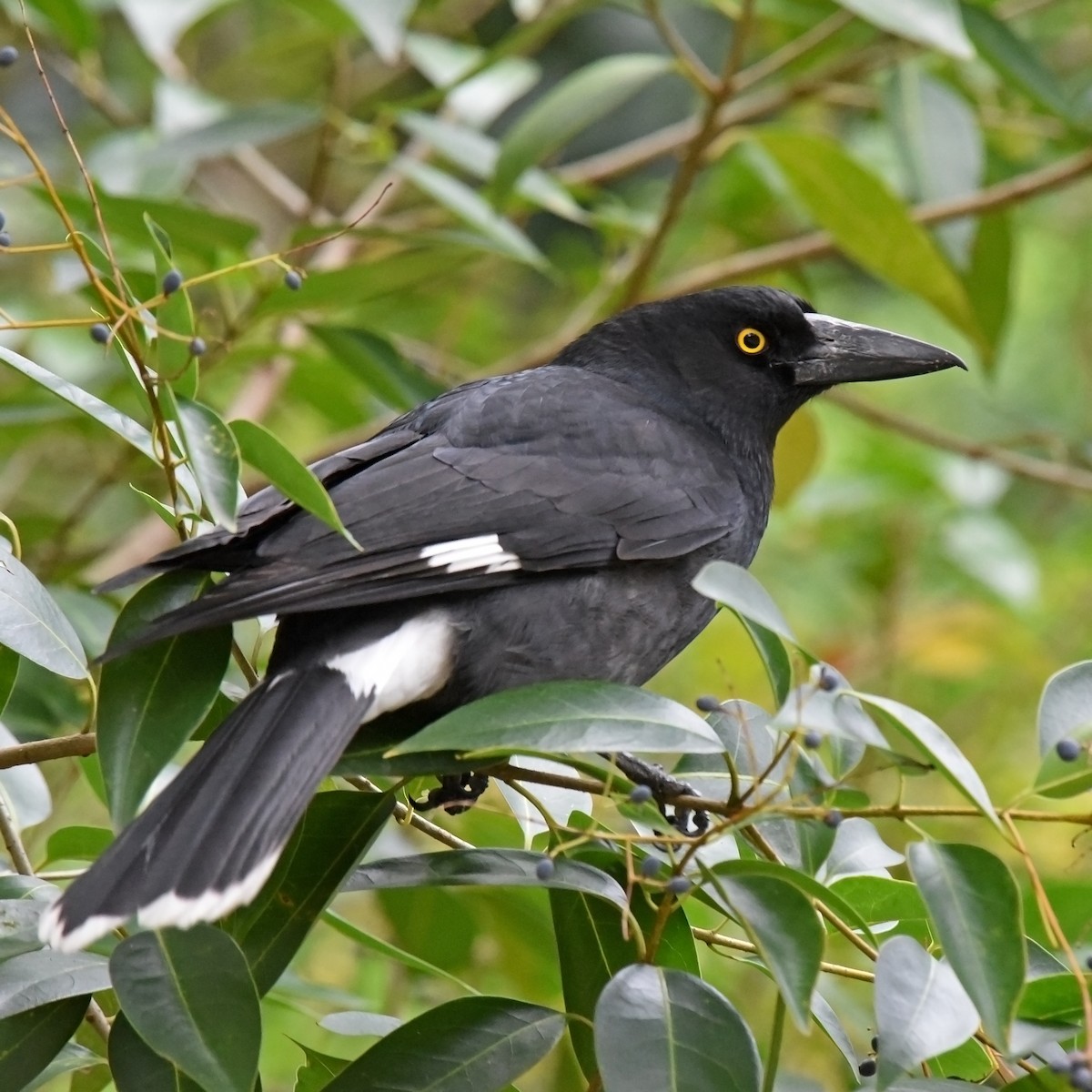 Pied Currawong - ML105882031