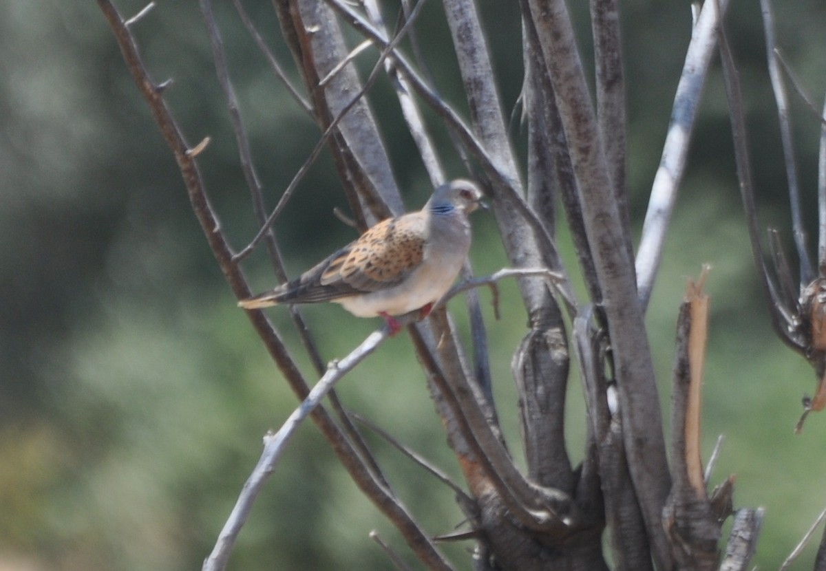 European Turtle-Dove - ML105882751