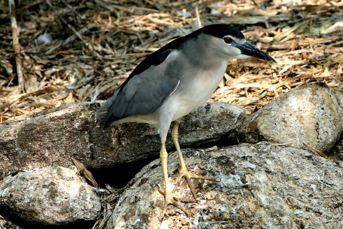 Black-crowned Night Heron - Anand Kumar Mandava