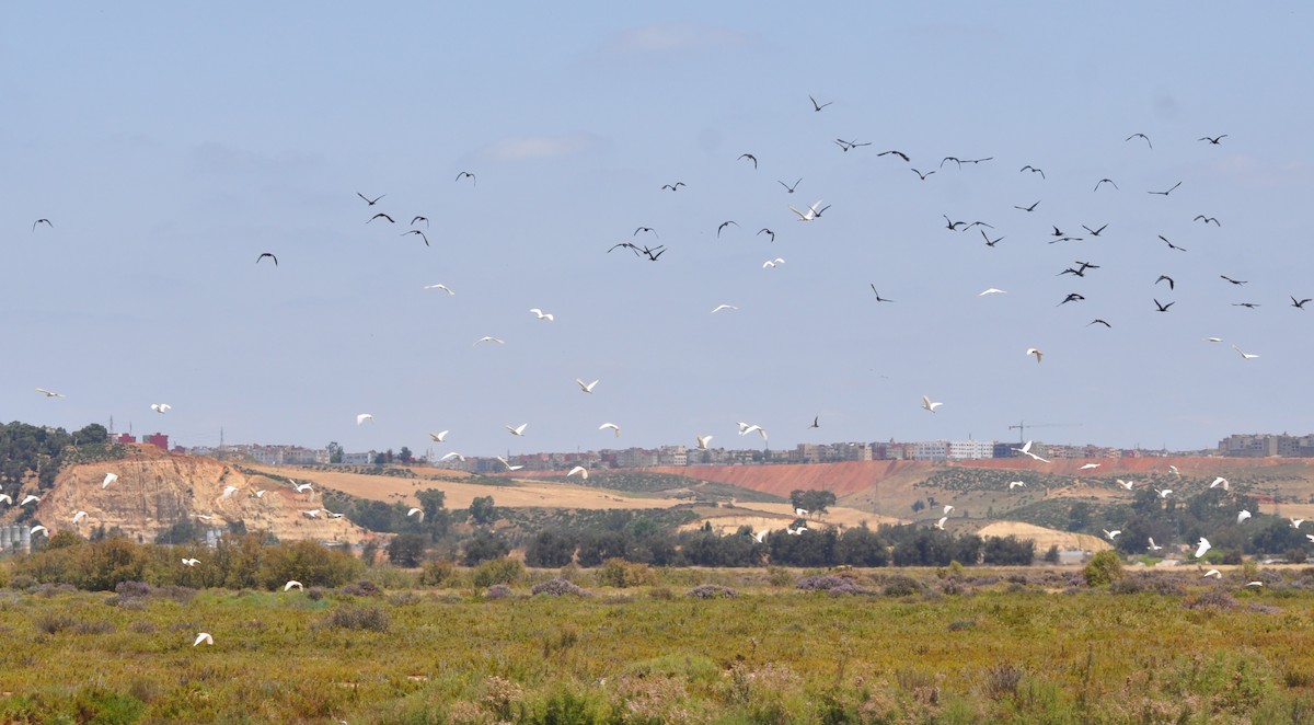 Glossy Ibis - ML105883731