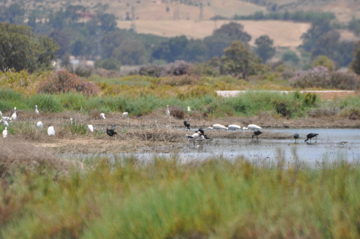 ibis hnědý - ML105883781