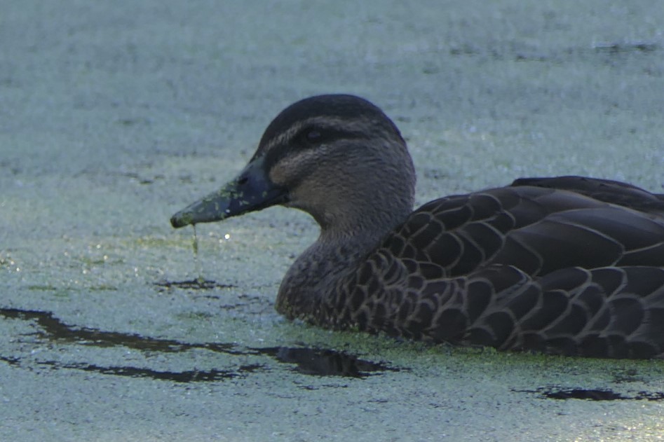 Mallard x Pacific Black Duck (hybrid) - ML105884261