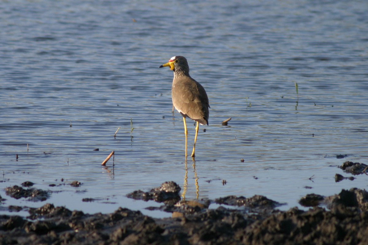 Wattled Lapwing - ML105884501