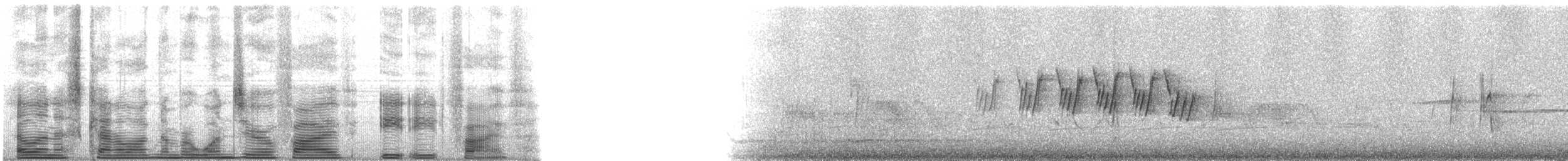 MacGillivray's Warbler - ML105885