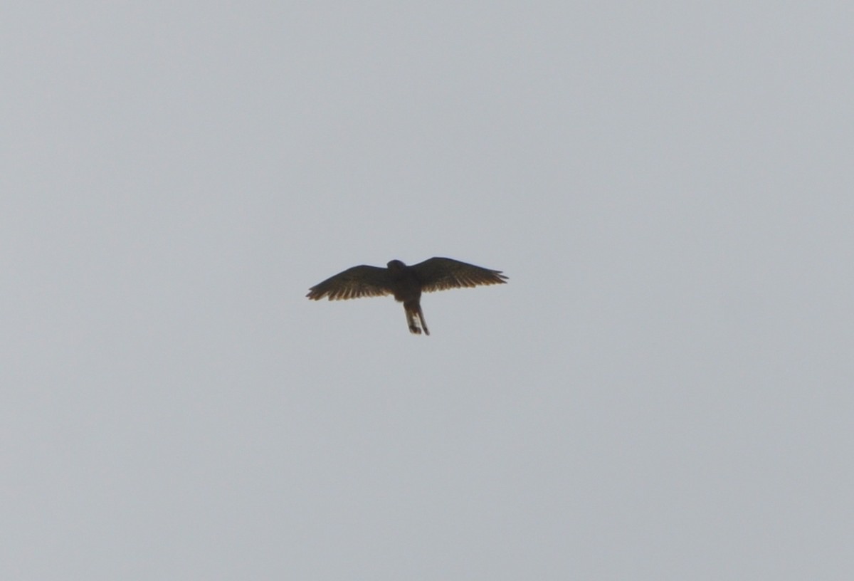 Eurasian Kestrel - ML105885391