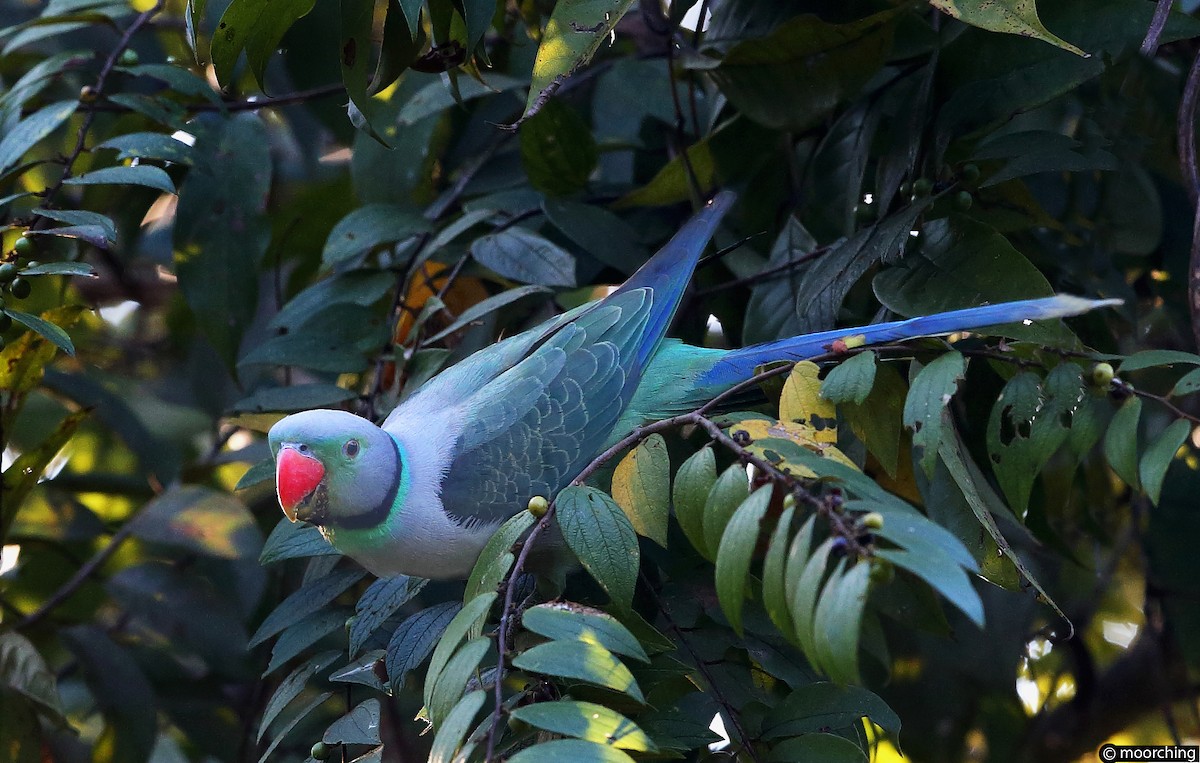 Malabar Parakeet - ML105885641