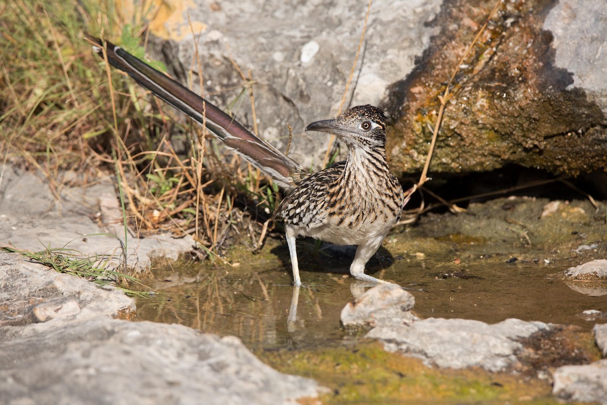 Greater Roadrunner - ML105888391
