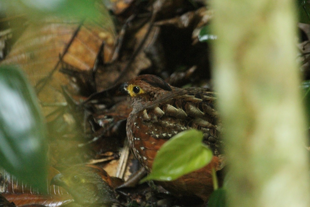 Starred Wood-Quail - ML105891461