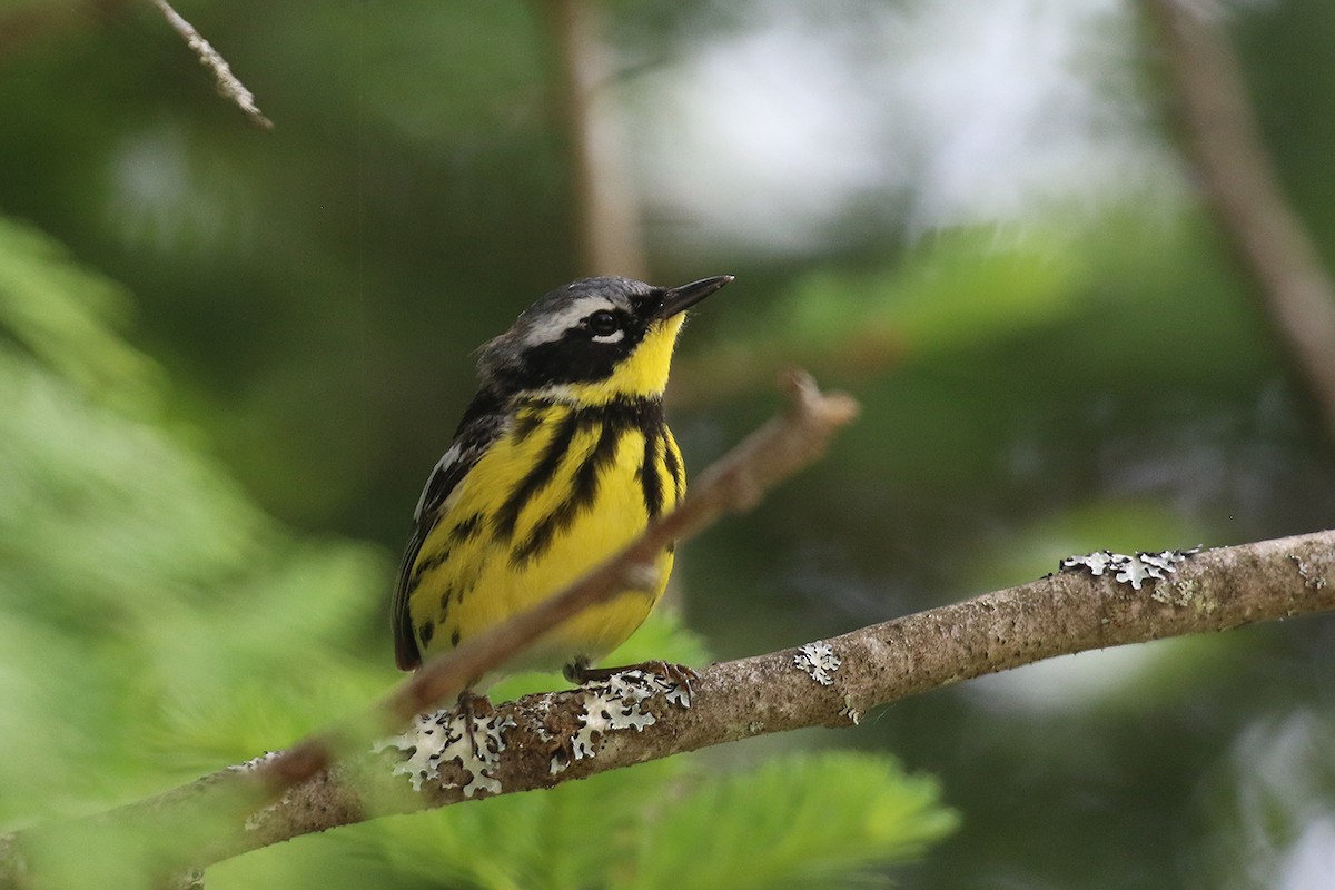 Magnolia Warbler - ML105892021