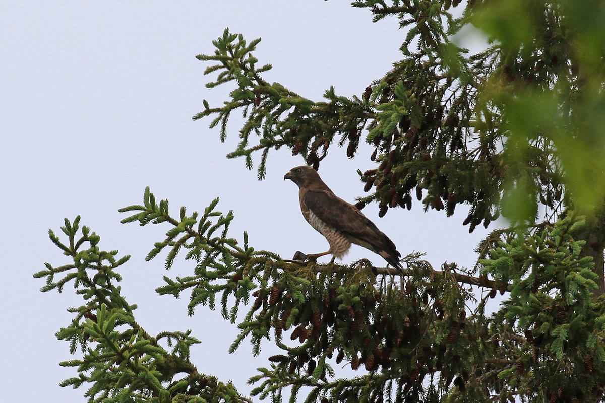 Broad-winged Hawk - ML105892151