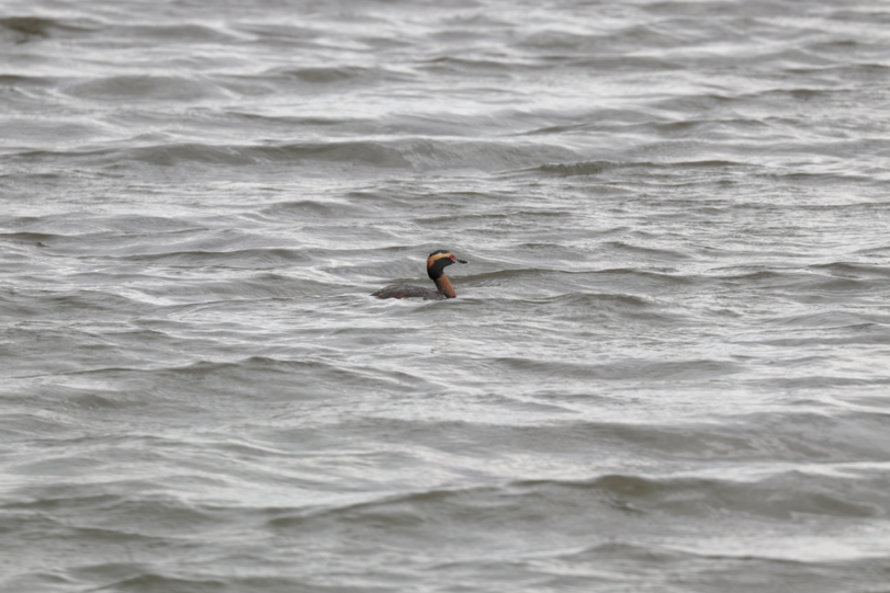 Horned Grebe - ML105892201