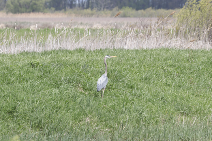 Great Blue Heron - ML105892231