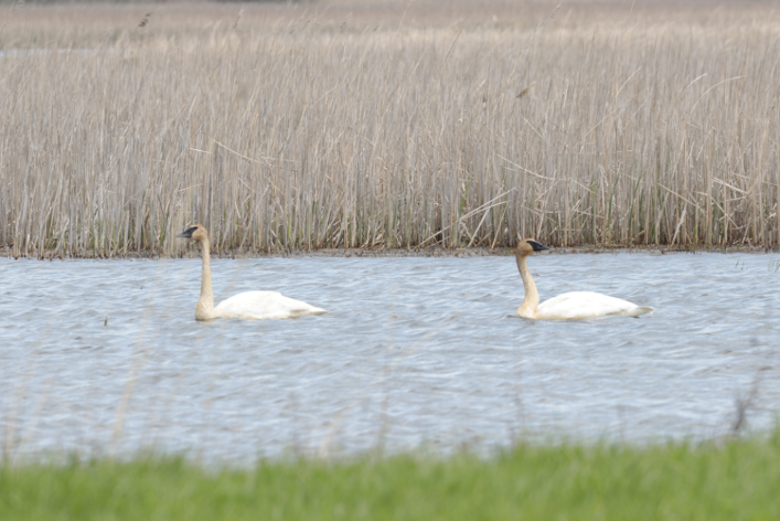 Trumpeter Swan - ML105892271
