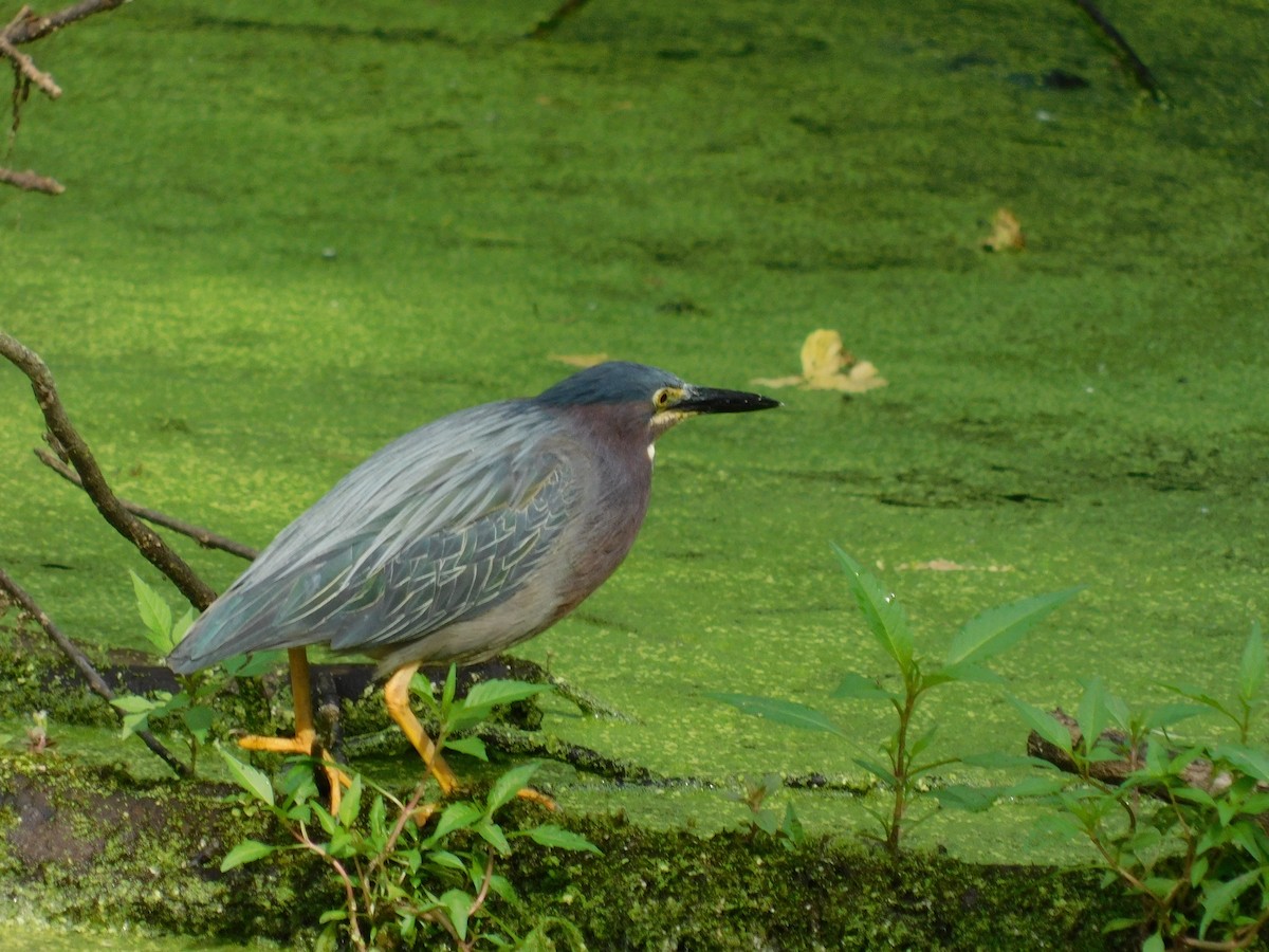 Green Heron - ML105892901