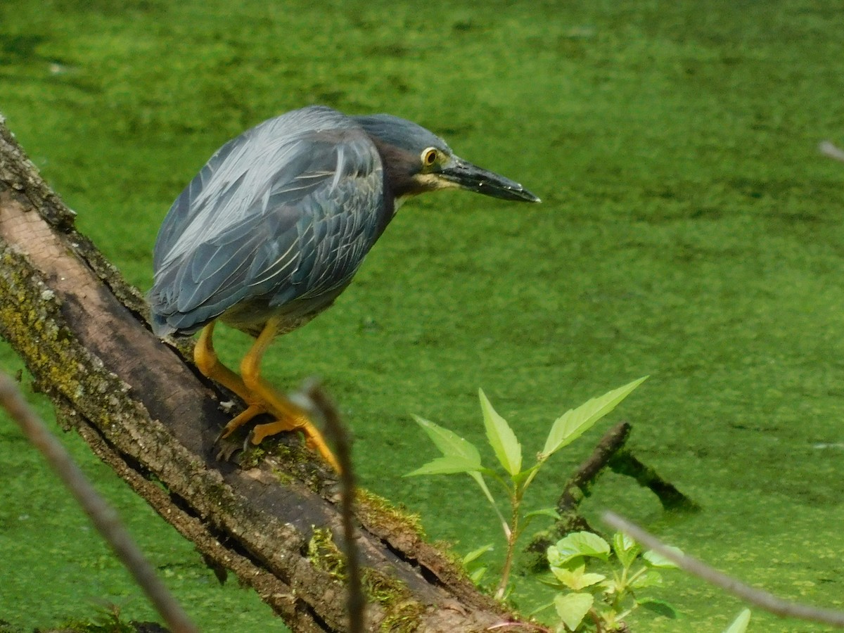 Green Heron - ML105892921
