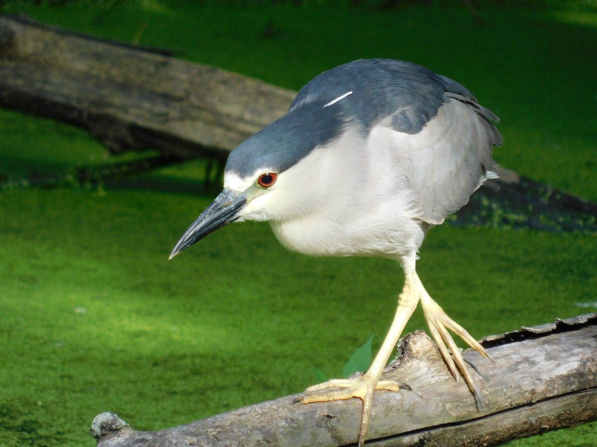 Black-crowned Night Heron - ML105893001