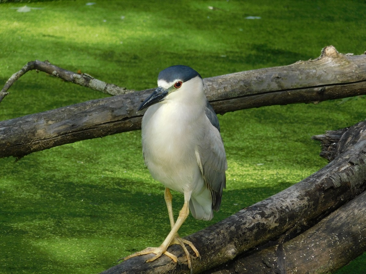 Black-crowned Night Heron - ML105893021