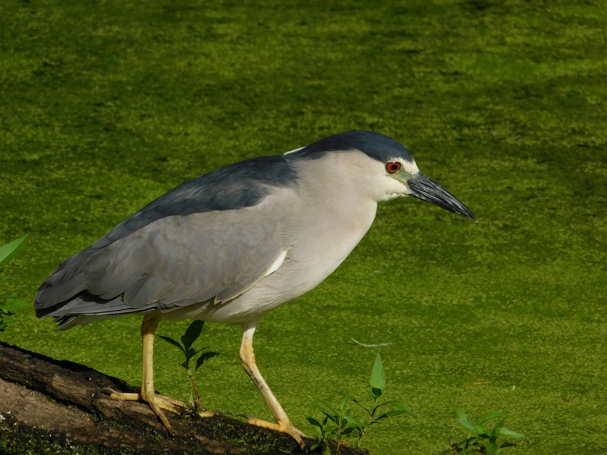 Black-crowned Night Heron - ML105893031