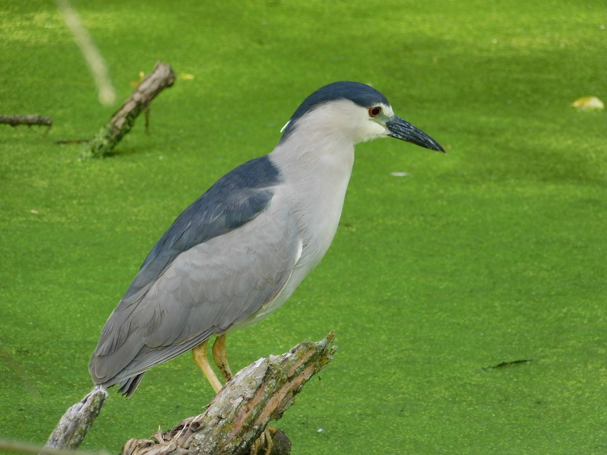 Black-crowned Night Heron - ML105893061