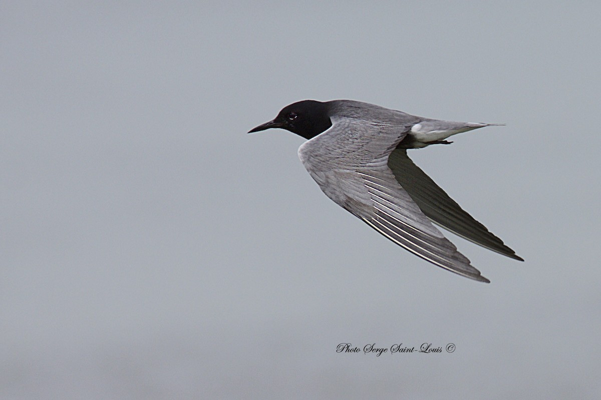 Black Tern - ML105894191