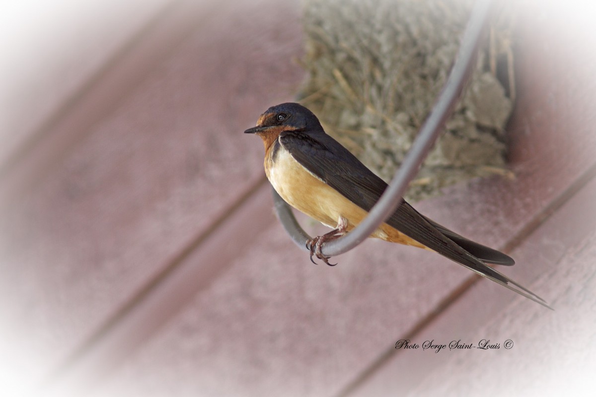 Barn Swallow - ML105894251