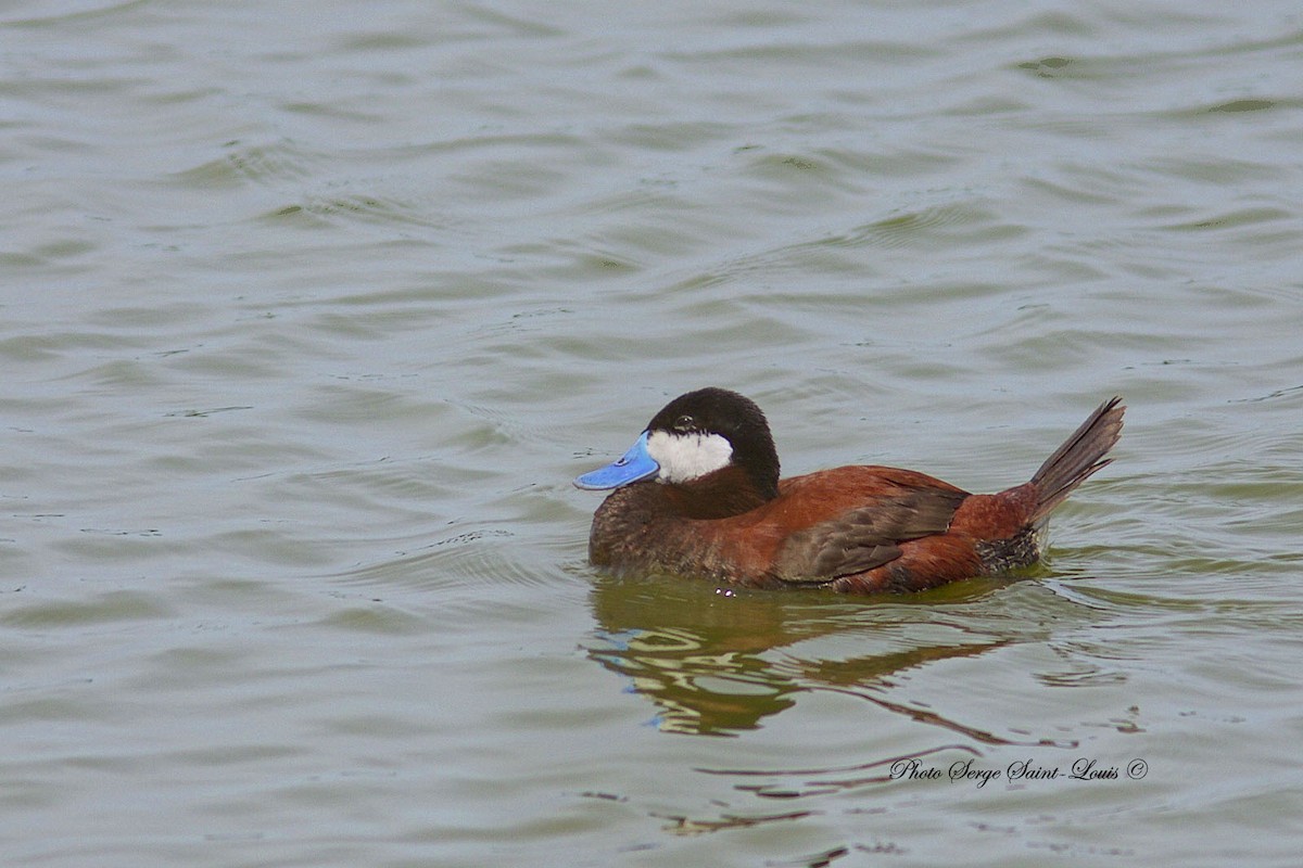 Ruddy Duck - ML105894381