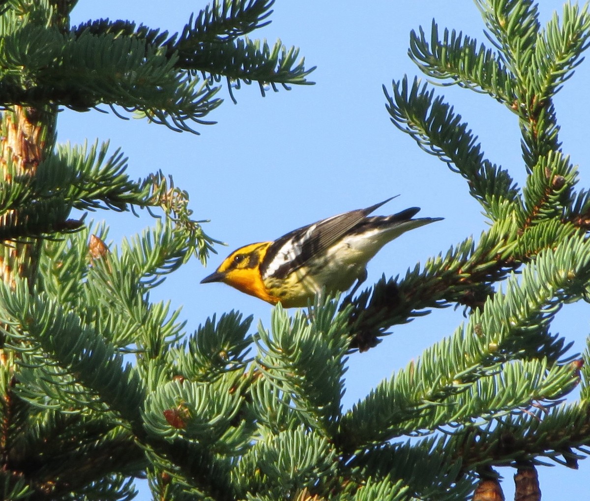 Blackburnian Warbler - ML105894631