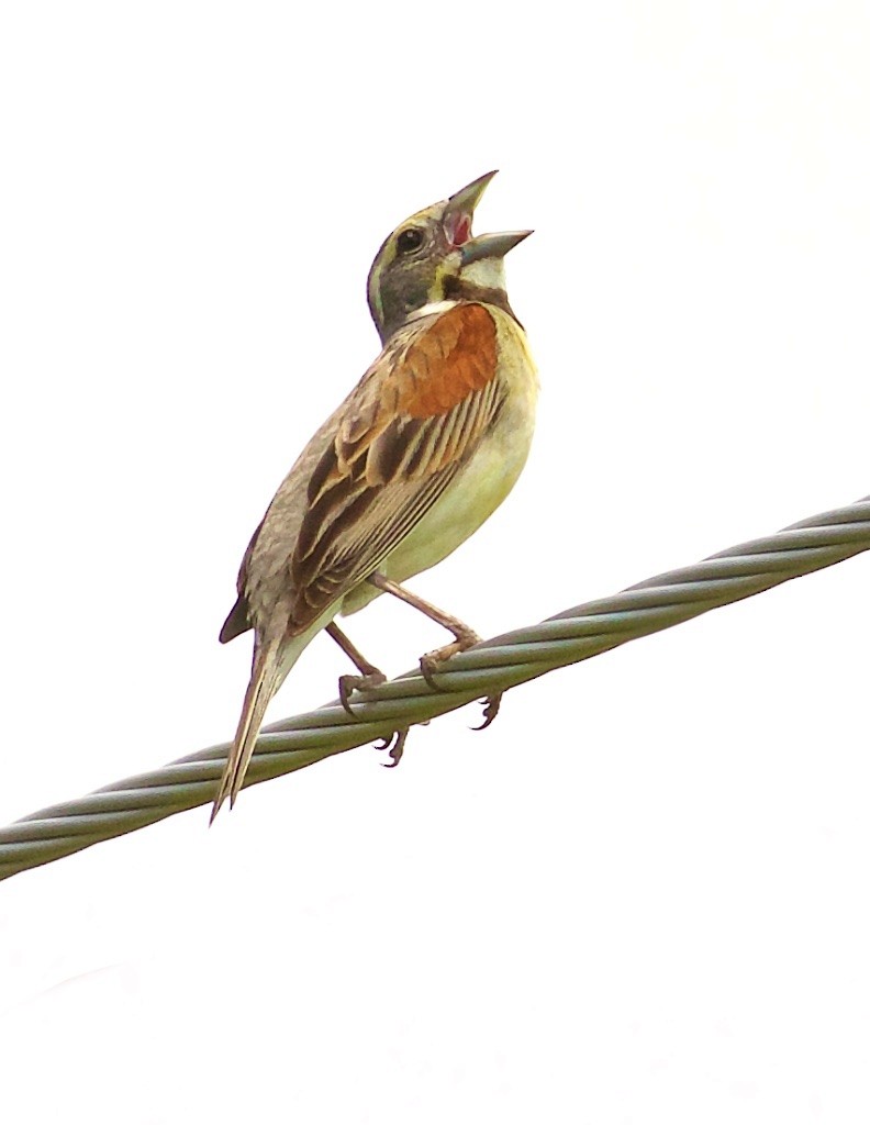 Dickcissel - ML105894681