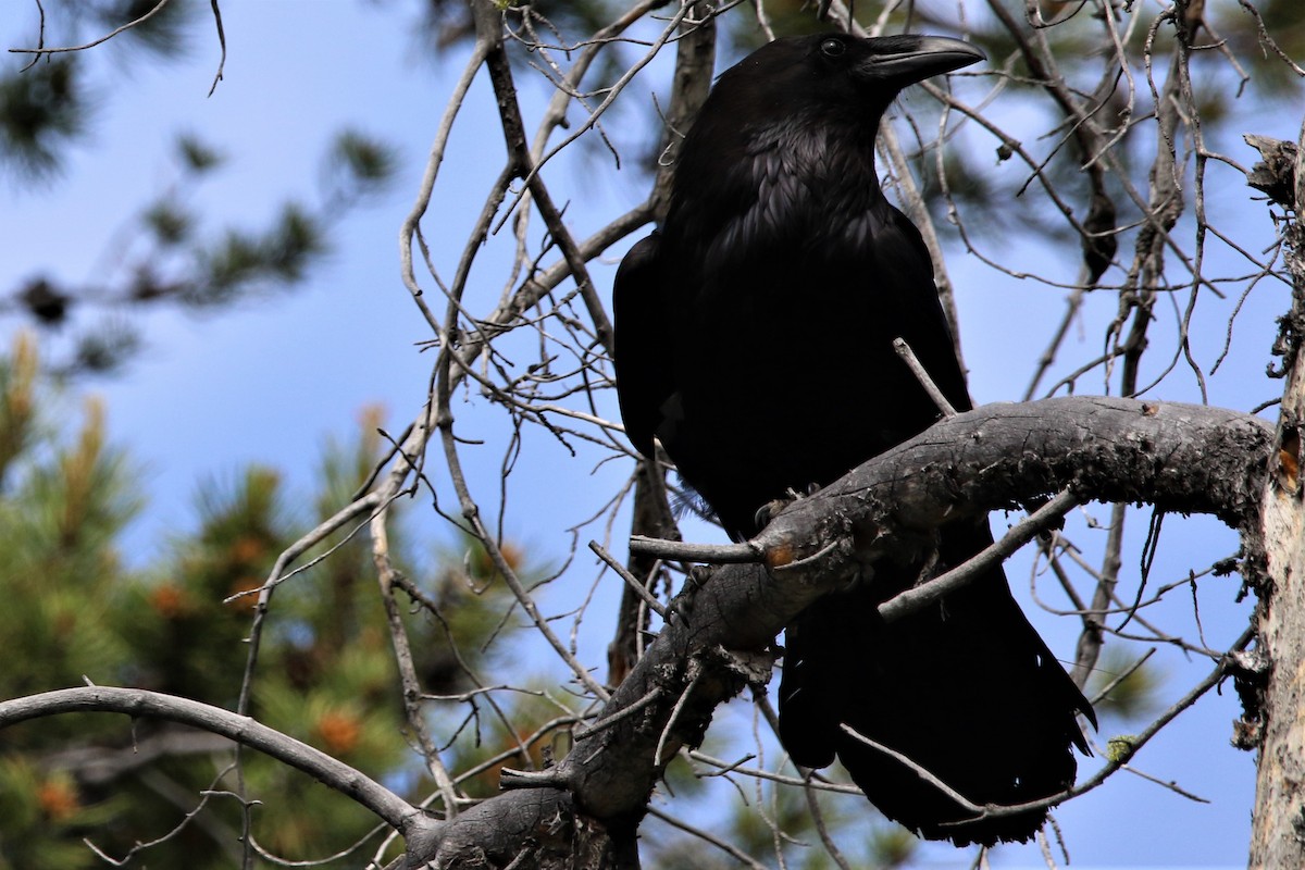 Common Raven - ML105895351