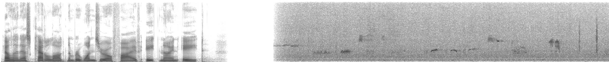 American Dipper (Northern) - ML105898