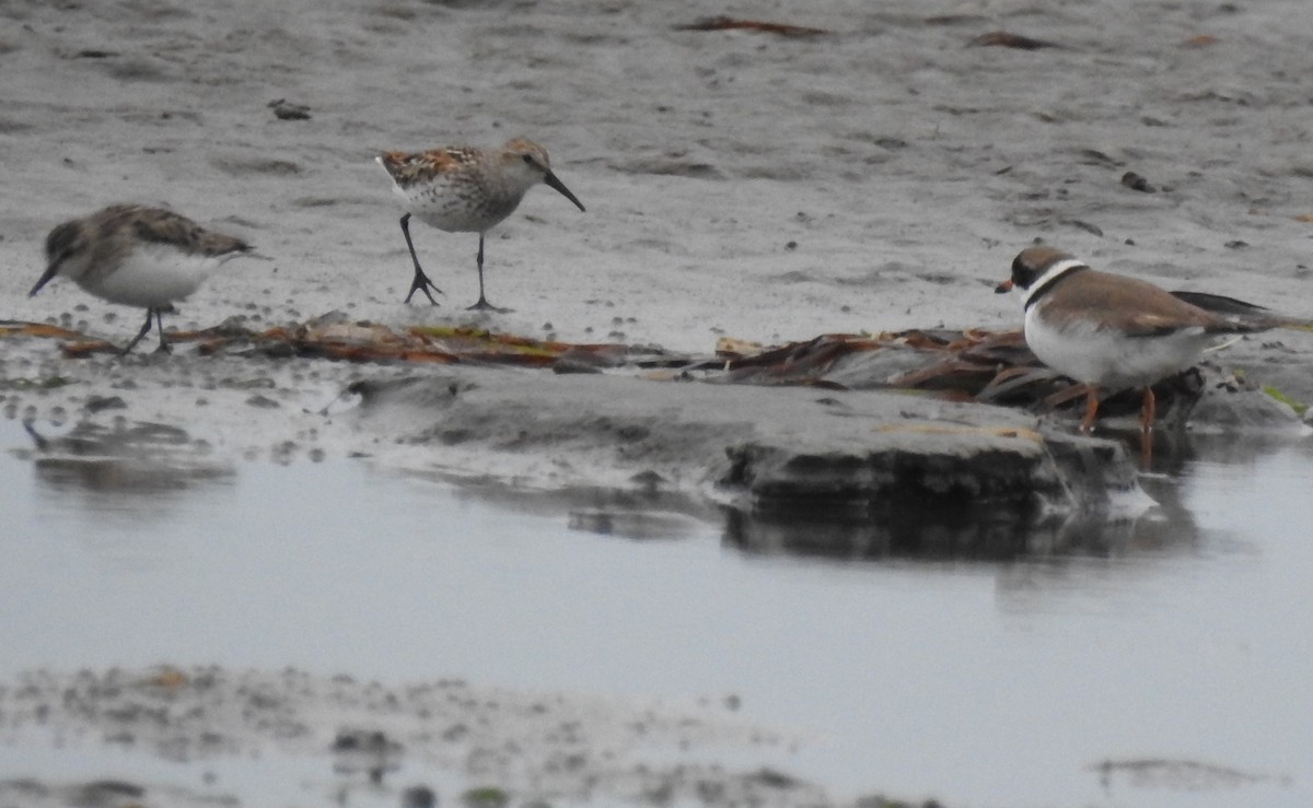 Semipalmated Plover - Cos van Wermeskerken