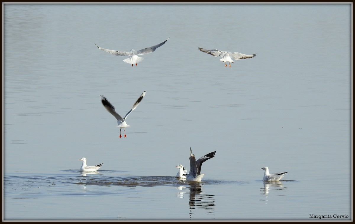 Brown-hooded Gull - ML105900091