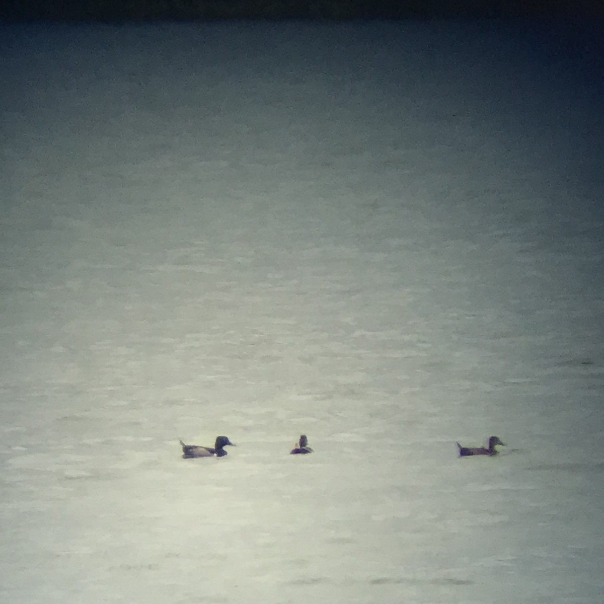 Ring-necked Duck - ML105900241