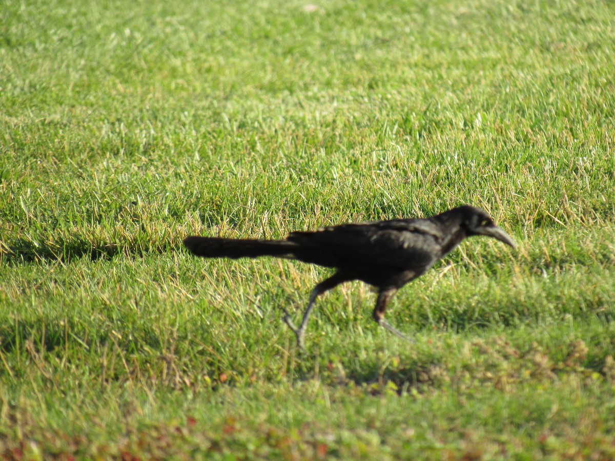 Great-tailed Grackle - Kyle Clements