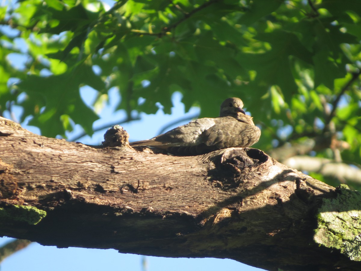 Mourning Dove - ML105904101