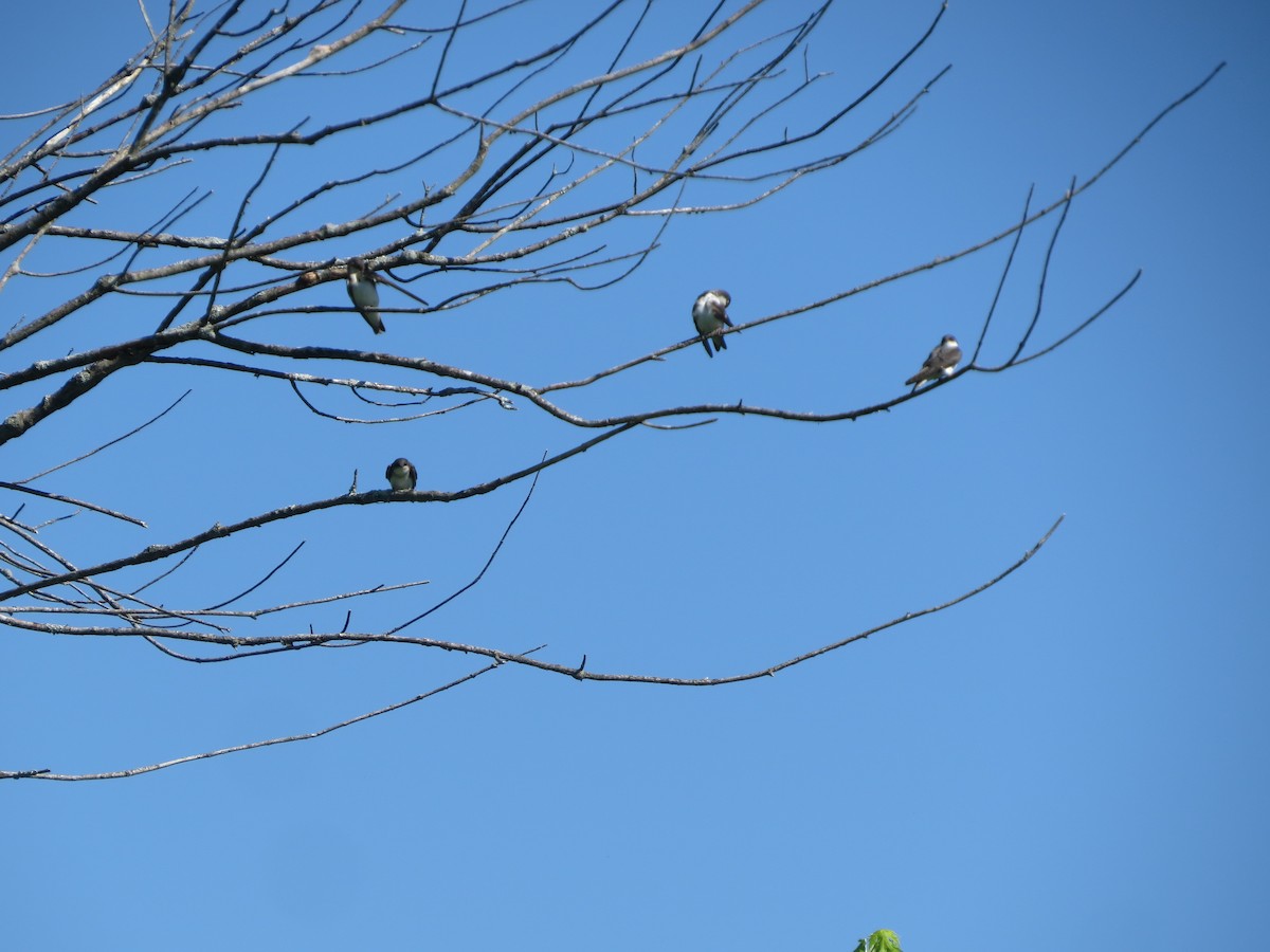 Tree Swallow - ML105904151
