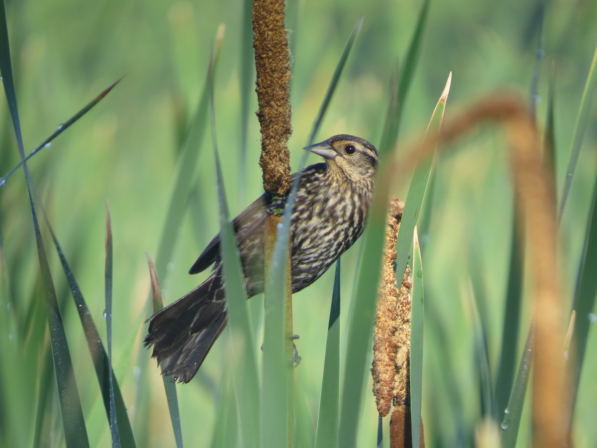 Red-winged Blackbird - ML105904381