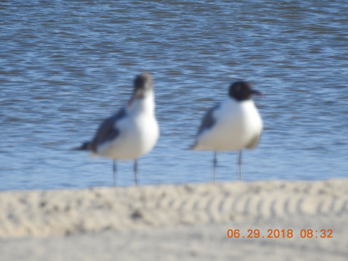 Laughing Gull - ML105906381