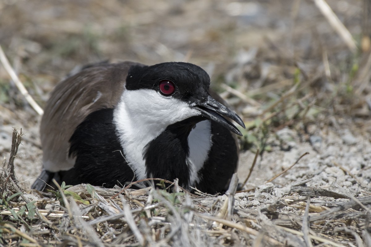 Spur-winged Lapwing - ML105907961