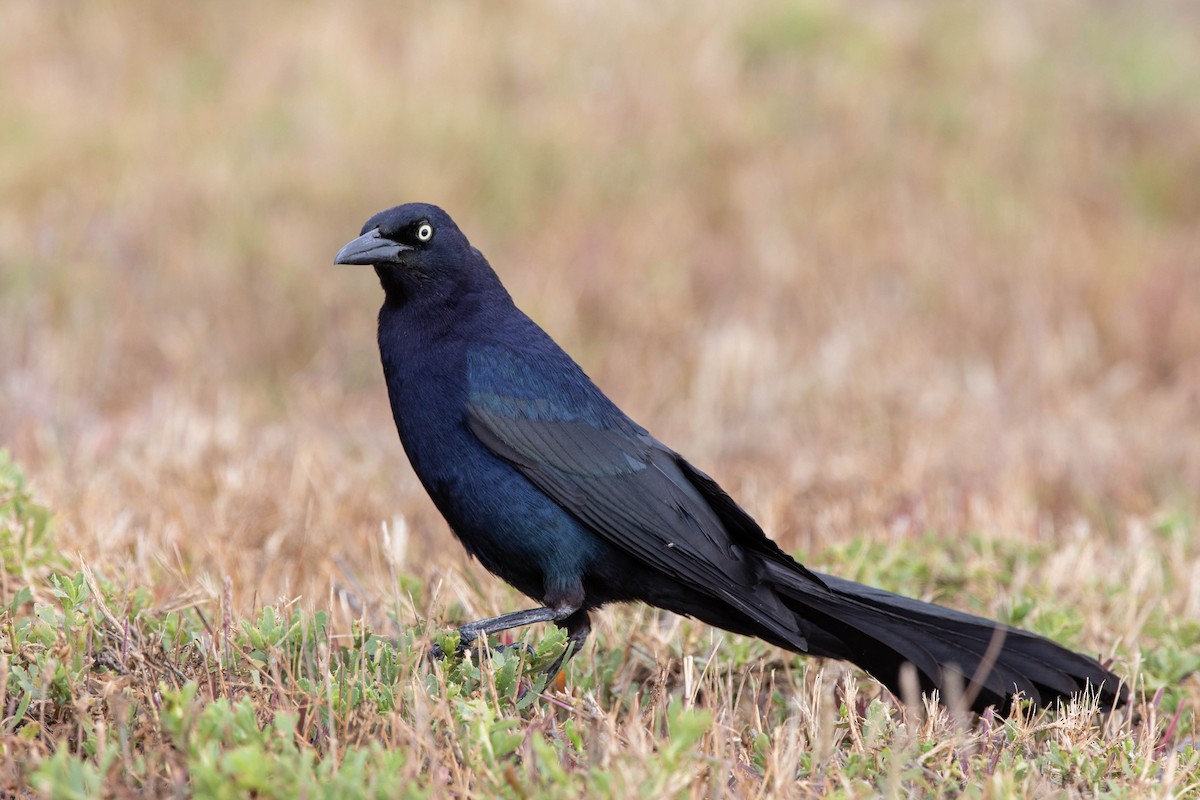 Great-tailed Grackle - ML105908051